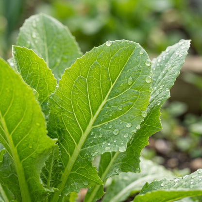 Chicory Brussels Witloof Seeds for Planting &nbsp;