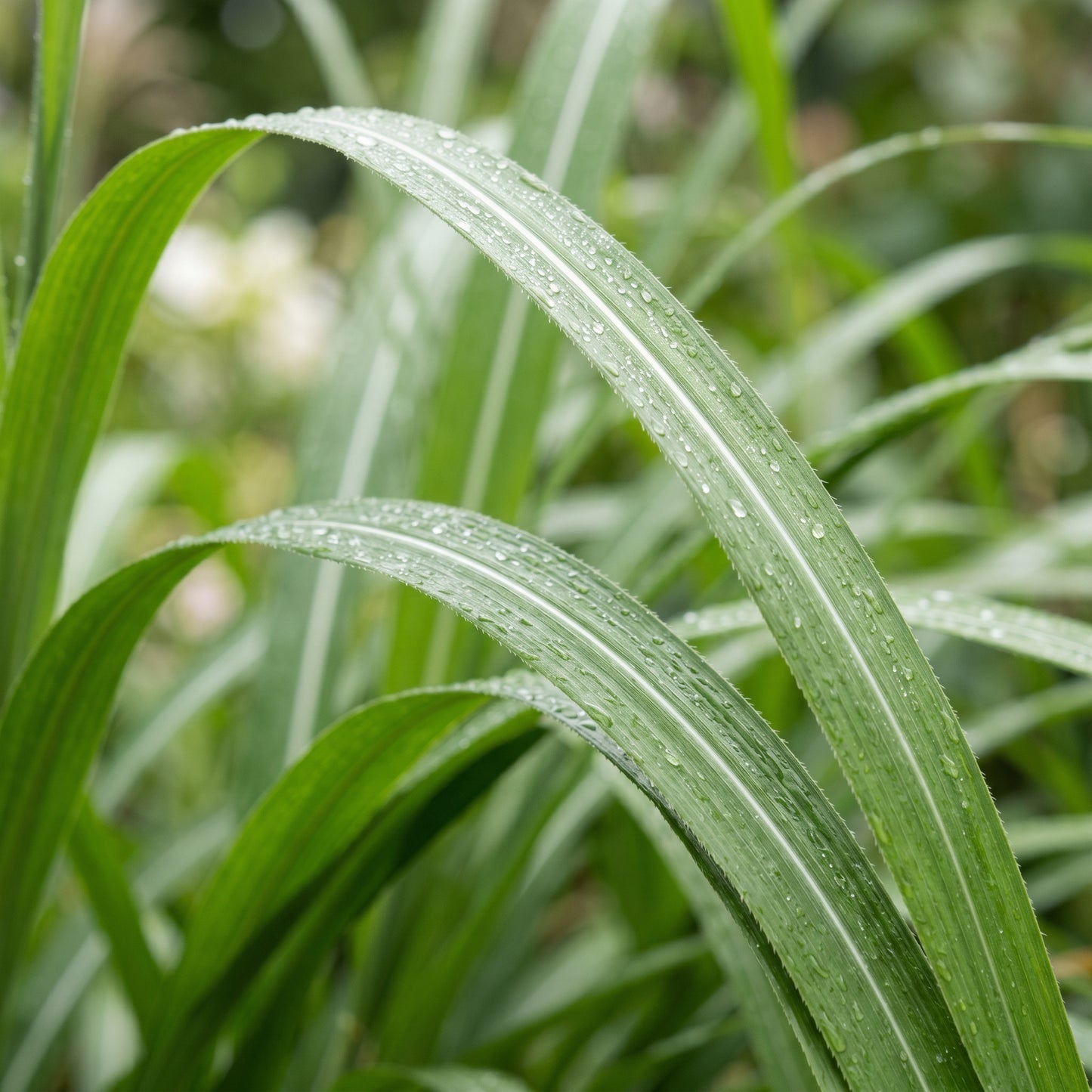 Chinese Silvergrass Seeds (Miscanthus sinensis) – Ornamental Grass Seeds