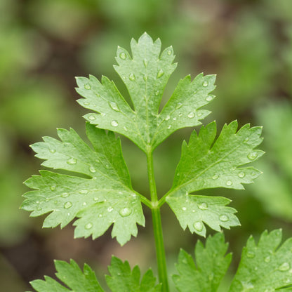 Chinese Celery Seeds – Leaf Celery Vegetable Seeds
