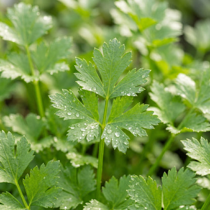 Chinese Celery Seeds – Leaf Celery Vegetable Seeds