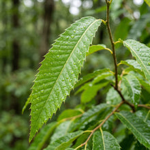 Chestnut Tree Seeds (Castanea mollissima) – Chinese Chestnut Tree Seeds