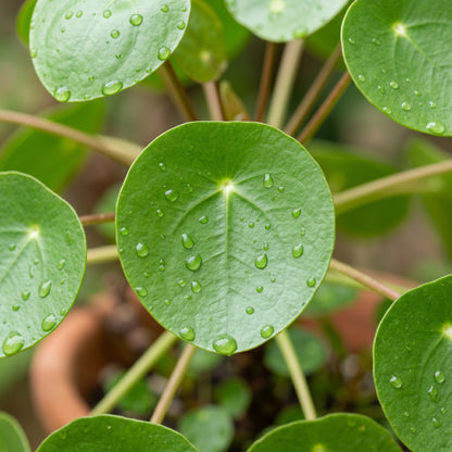 Chinese Money Plant (Pilea peperomioides) – Pilea Indoor Ornamental Plant