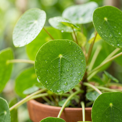 Chinese Money Plant (Pilea peperomioides) – Pilea Indoor Ornamental Plant