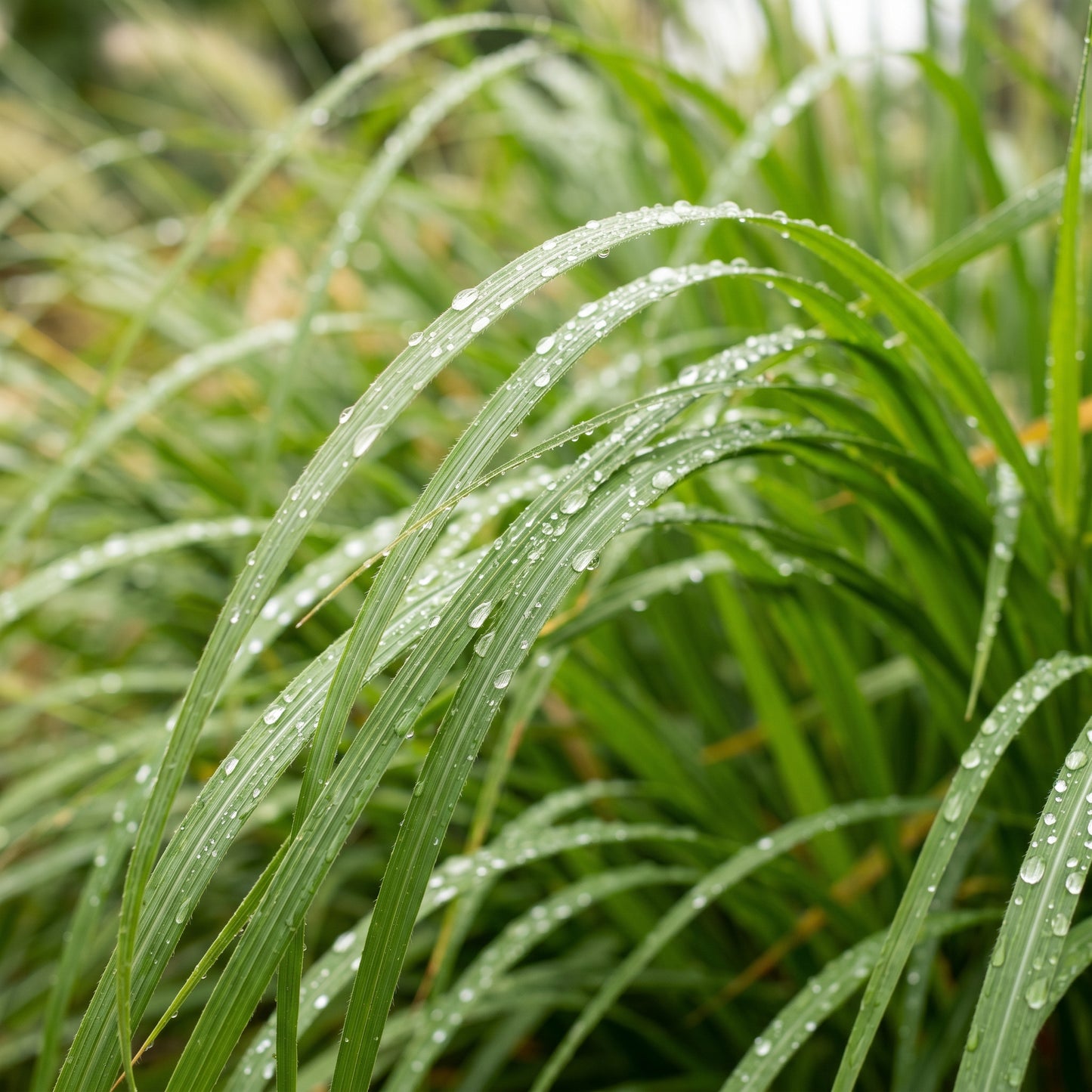 Chinese Pennisetum Fountain Grass Seeds – Ornamental Grass Plant
