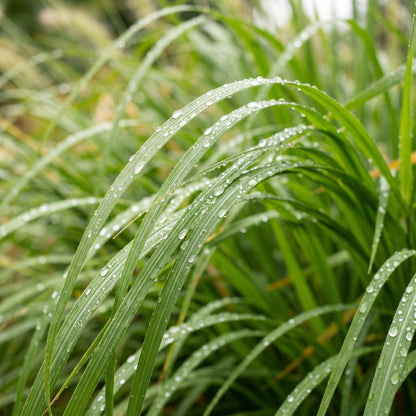 Chinese Pennisetum Fountain Grass Seeds – Ornamental Grass Plant