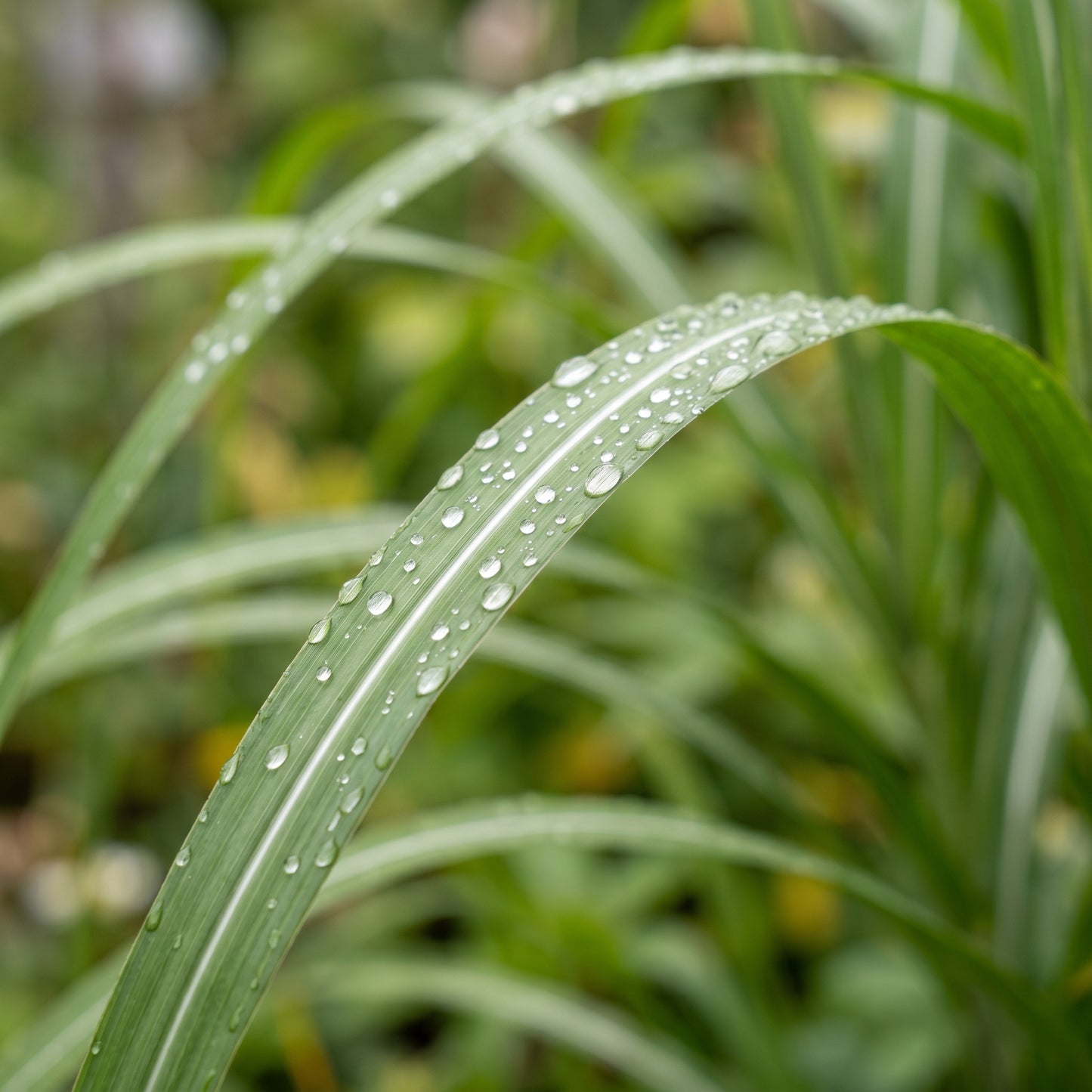 Chinese Miscanthus Grass Seeds
