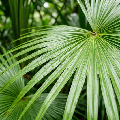Chinese Fan Palm Tree Seeds