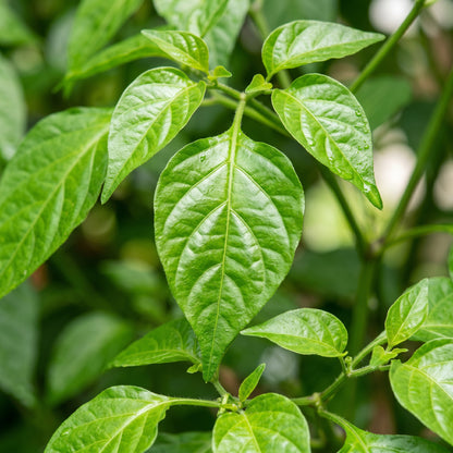 Chocolate Aji Panca Pepper Seeds – Pepper Seeds for Home Garden