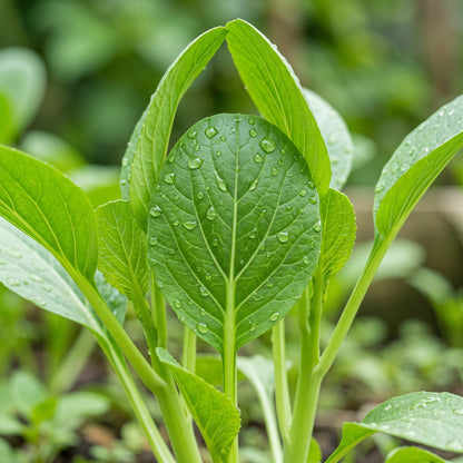 Choy Sum Seeds – Flowering Chinese Cabbage