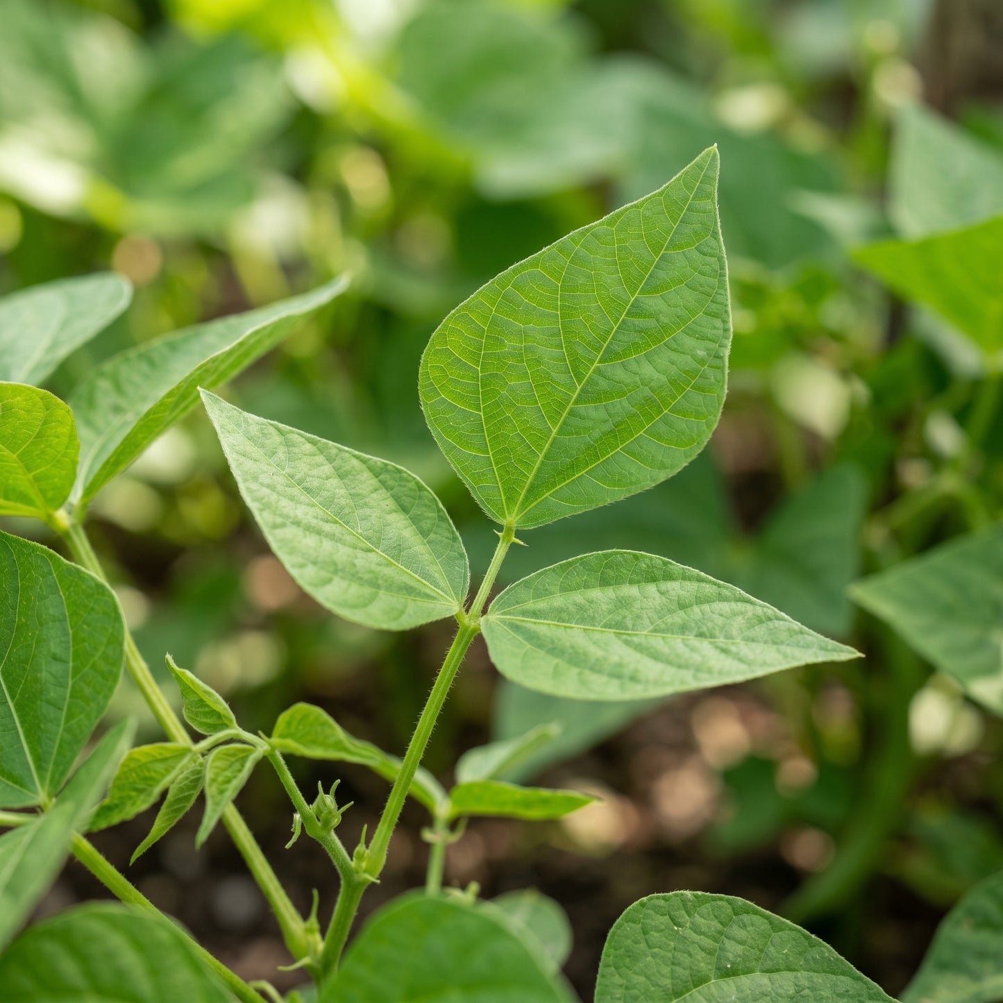 Coles Dwarf Seeds for Planting