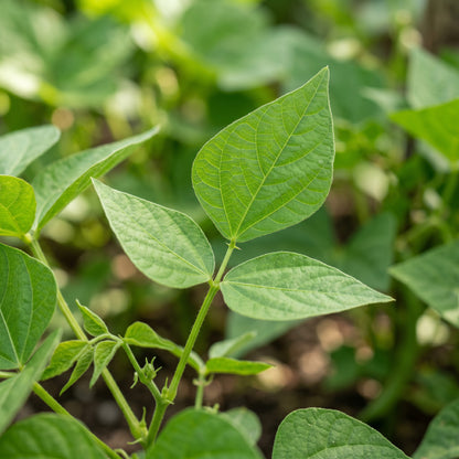Coles Dwarf Seeds for Planting