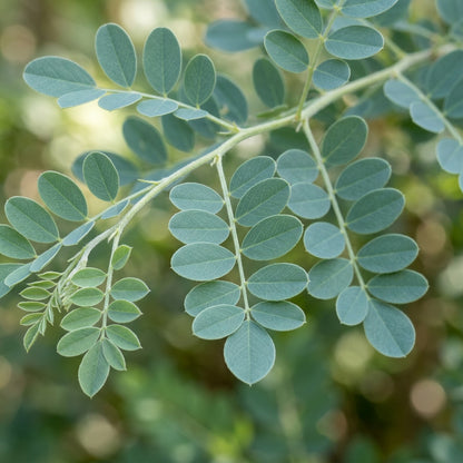 Colutea Arborescens Bladder Senna Flower Seeds For Planting