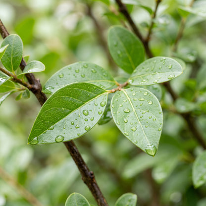 Common Privet Hedge Seeds for Gardens