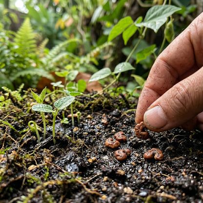 Corkscrew Vine Seeds (Vigna caracalla) – Snail Vine Flower Seeds