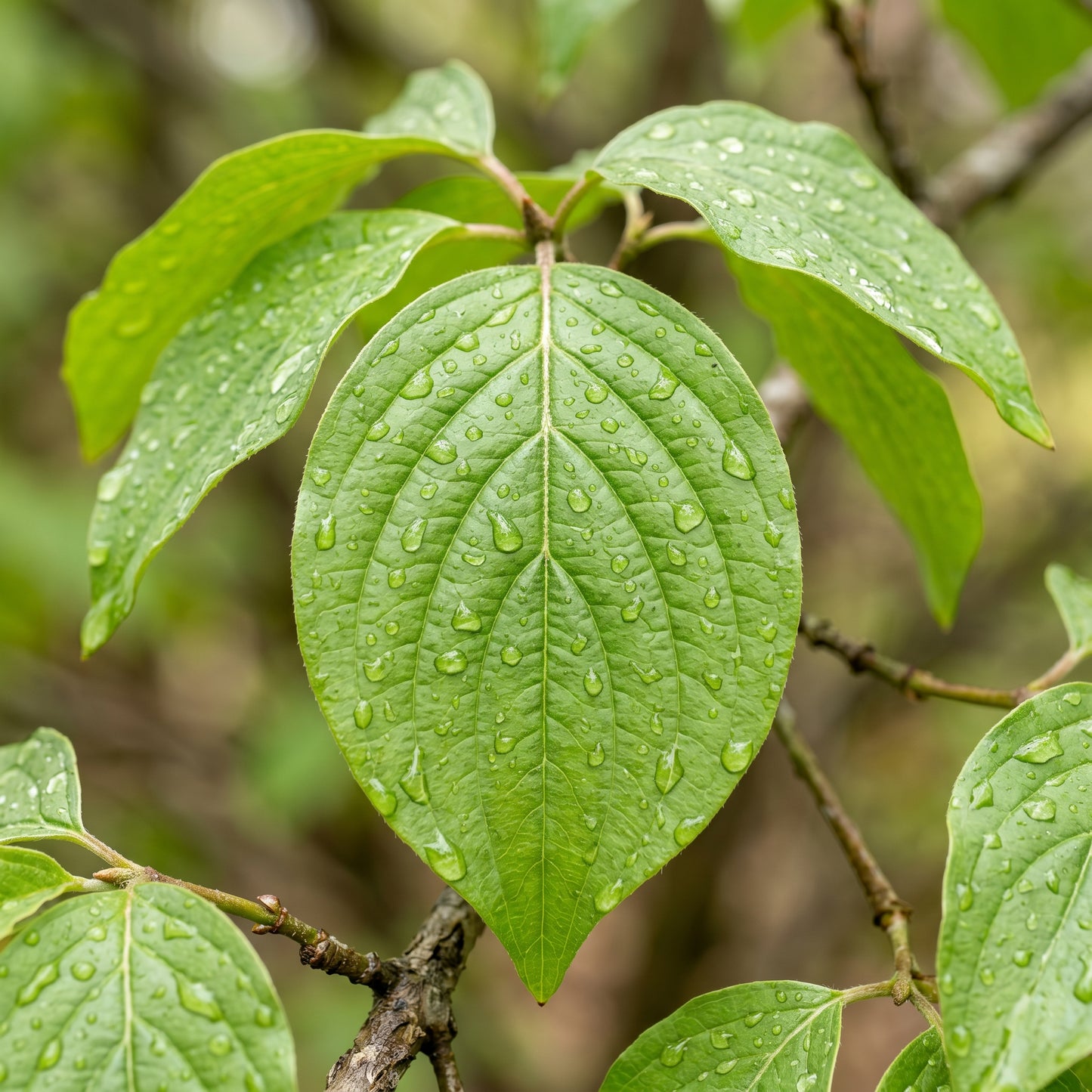 Cornelian Cherry Dogwood Seeds (Cornus mas) – Dogwood Tree Seeds