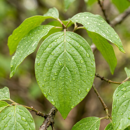 Cornelian Cherry Dogwood Seeds (Cornus mas) – Dogwood Tree Seeds