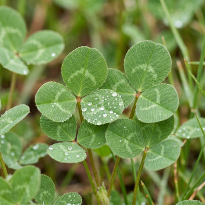 Crimson Clover Seeds – Crimson Clover Cover Crop Seeds
