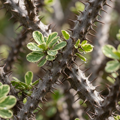 Crown of Thorns Plant (Euphorbia milii) – Variegated Euphorbia Plant