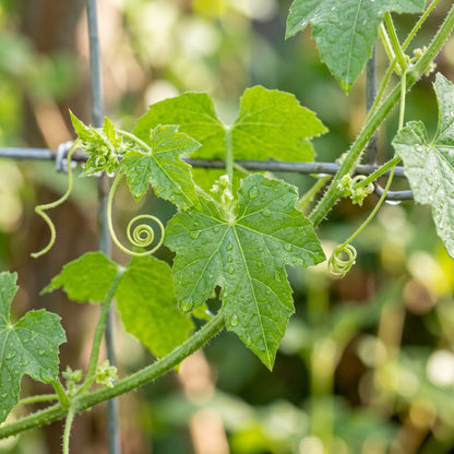 Cucamelon Seeds (Melothria scabra) – Mexican Sour Gherkin Seeds