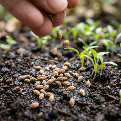 Culantro Herb Seeds for Home Gardens - Aromatic Tropical Herb Plants for Outdoor Beds & Container Growing