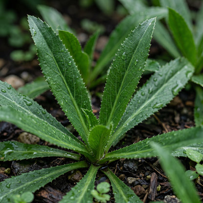 Culantro Herb Seeds for Home Gardens - Aromatic Tropical Herb Plants for Outdoor Beds & Container Growing