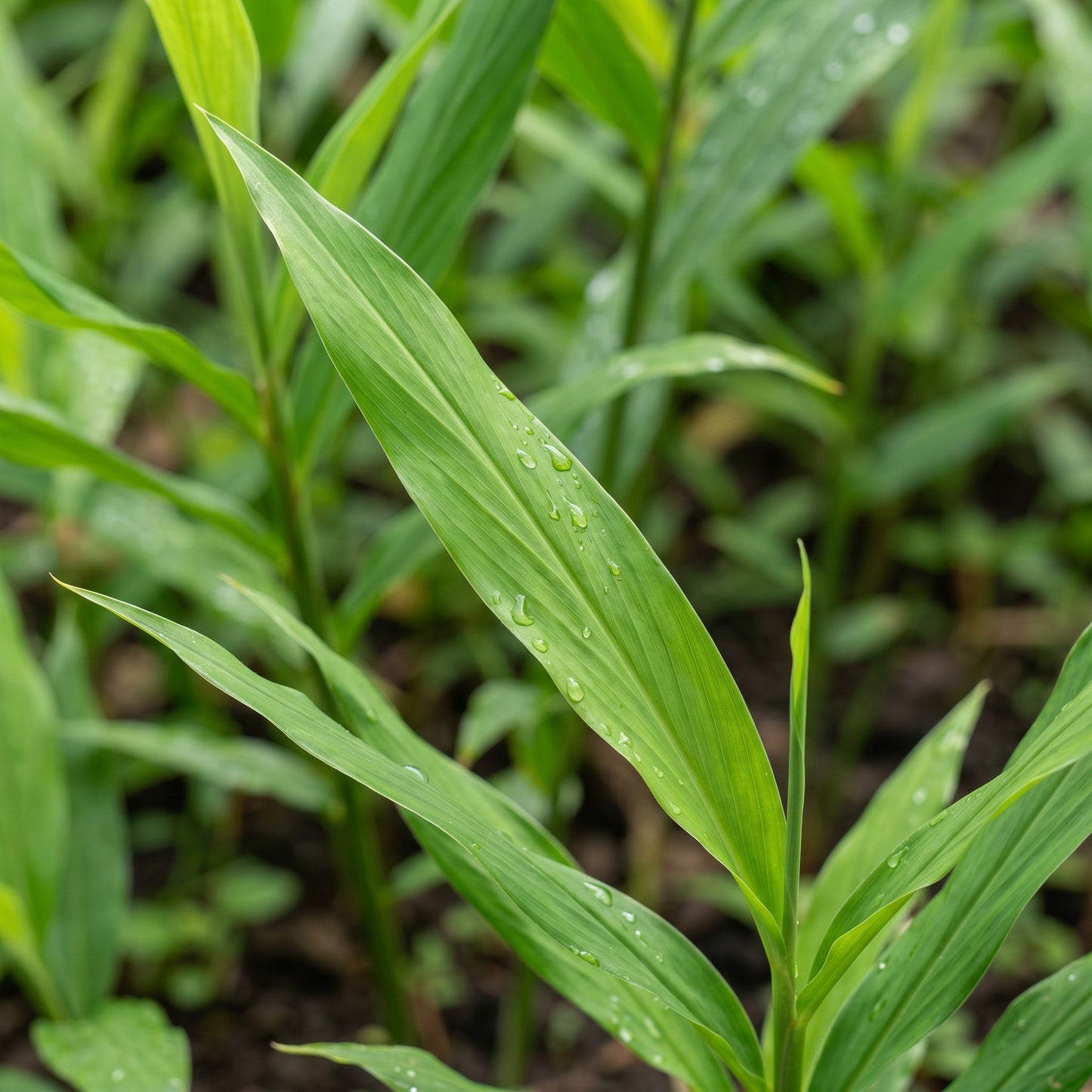 Ginger Root Pieces for Planting – Culinary Ginger (Zingiber officinale) Rhizome