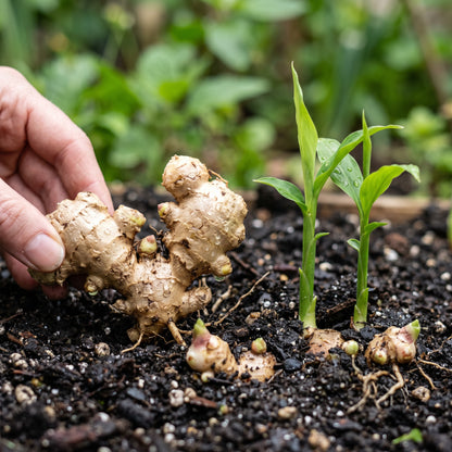 Ginger Root Pieces for Planting – Culinary Ginger (Zingiber officinale) Rhizome