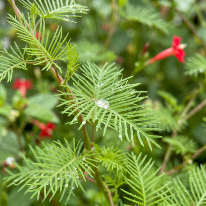 Cypress Vine Seeds (Ipomoea quamoclit) – Hummingbird Vine Flower Seeds