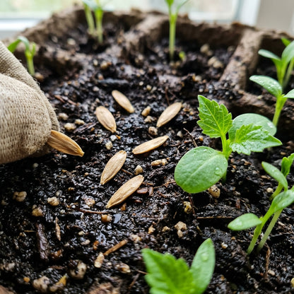 Dahlia Happy Single Kiss Flower Seeds For Planting