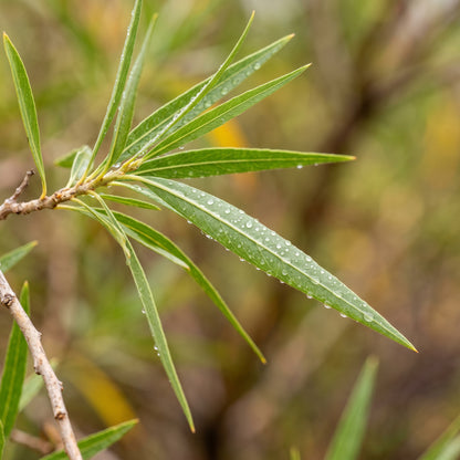Desert Willow Tree Seeds for Outdoor Planting - Drought Tolerant Flowering Trees for Landscapes & Garden Borders