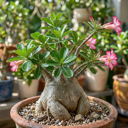 Desert Rose Seeds (Adenium obesum) – Flowering Succulent Seeds