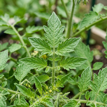Determinate Bush Tomato Seeds – Compact Tomato Seeds for Home Garden