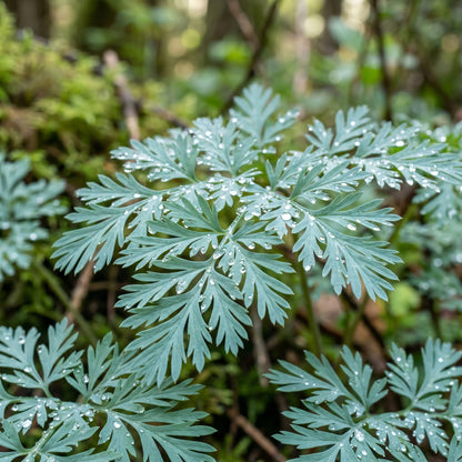 Dicentra Formosa Flower Seeds for Shade Gardens