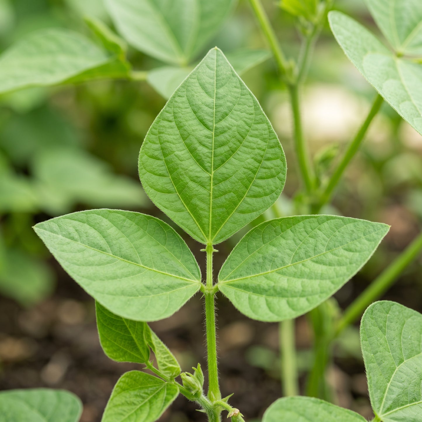 Dwarf French Bean Dior Vegetable Seeds