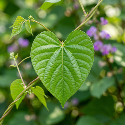 Dolichos Violet Green Seeds for Garden