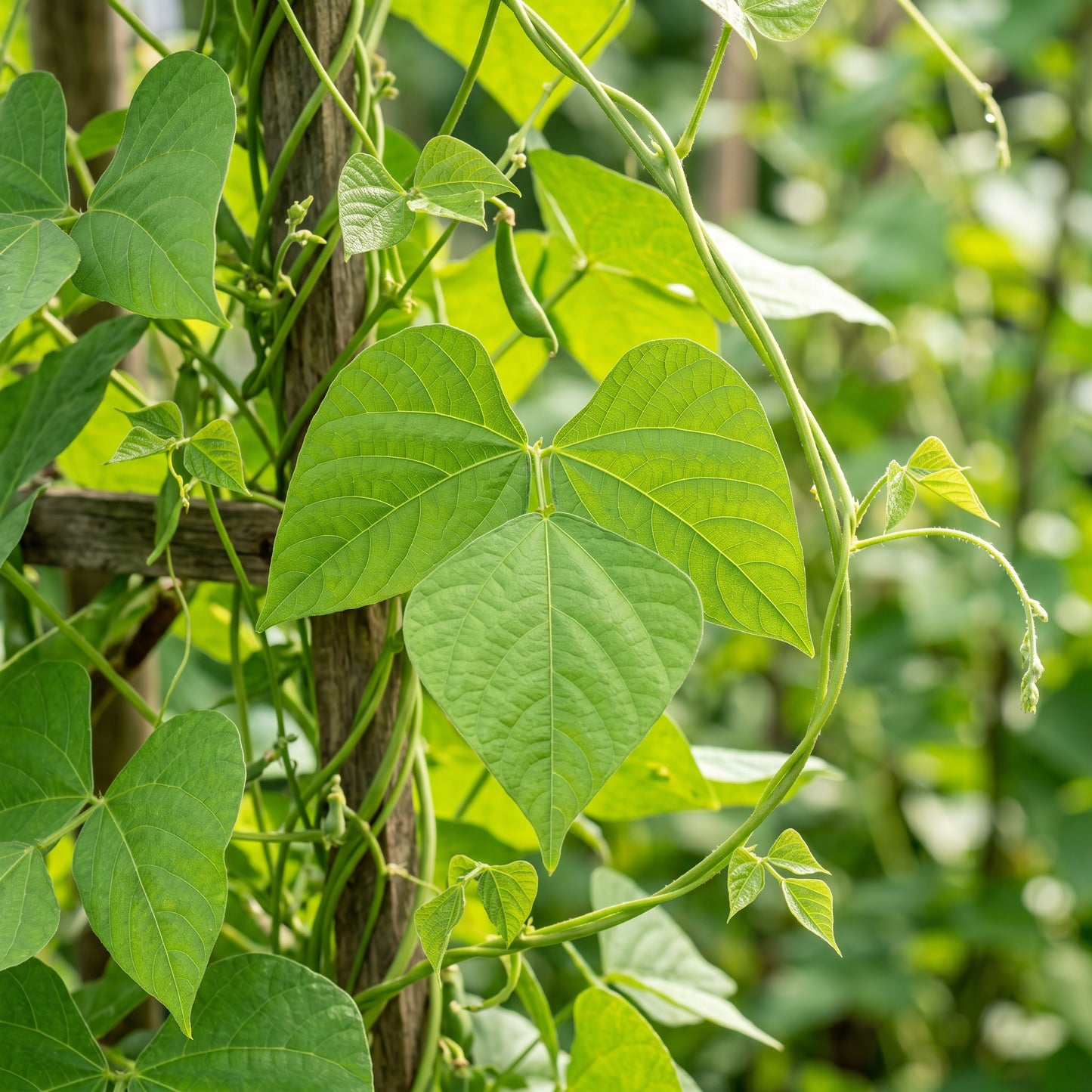 Dolichos Light Green Seeds for Planting