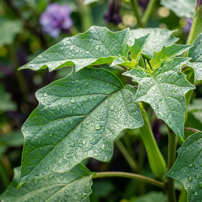Double Purple Datura Seeds – Purple Devil’s Trumpet Flower Seeds