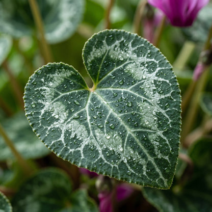Dreamscape Mix Cyclamen Seeds for Containers - Compact Seasonal Flower Plants for Indoor & Outdoor Decorative Displays