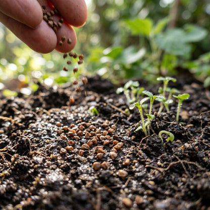 Dropwort Wildflower Seeds for Native Outdoor Garden Planting