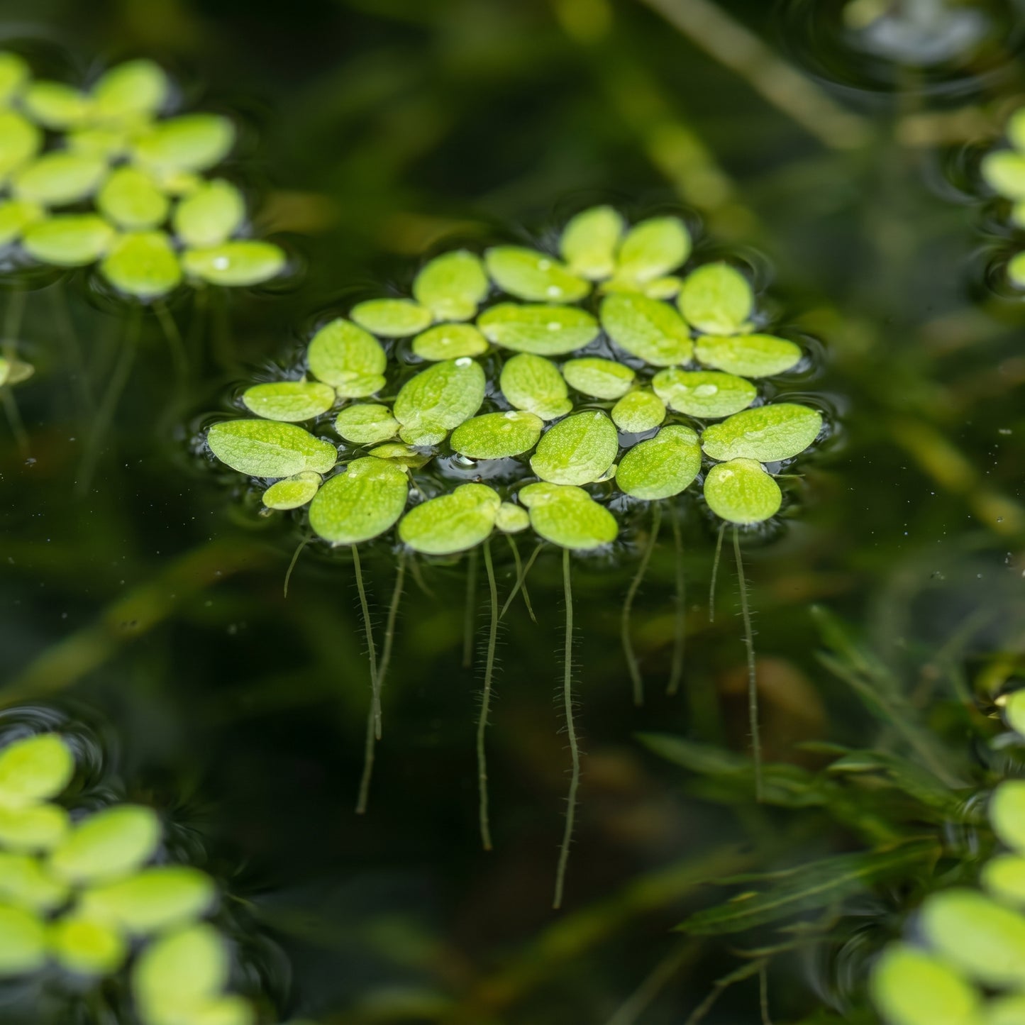 Live Duckweed Plants – Lemna Minor Aquatic Plant