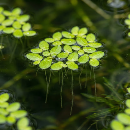 Live Duckweed Plants – Lemna Minor Aquatic Plant