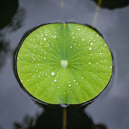 Dwarf Lotus Seeds – Bowl Lotus Water Plant