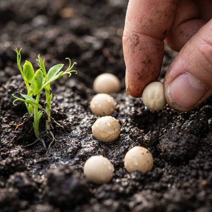 Early Onward Pea Seeds for Home Garden