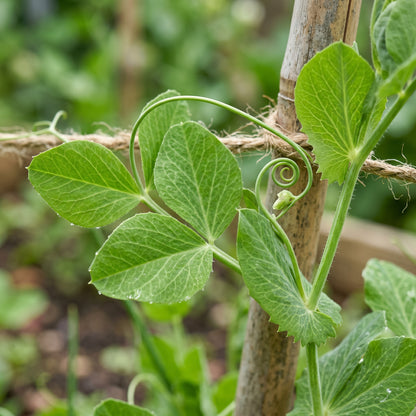 Early Onward Pea Seeds for Home Garden