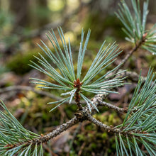 White Pine Tree Seeds (Pinus strobus) – Eastern White Pine Seeds