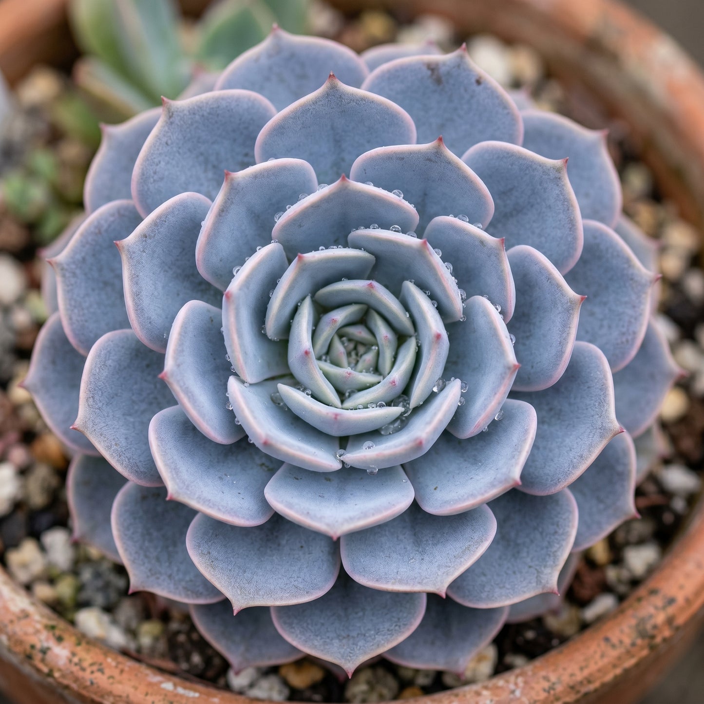 Echeveria Peacockii Succulent Seeds for Indoor & Outdoor Planting - Decorative Rosette Succulents for Containers