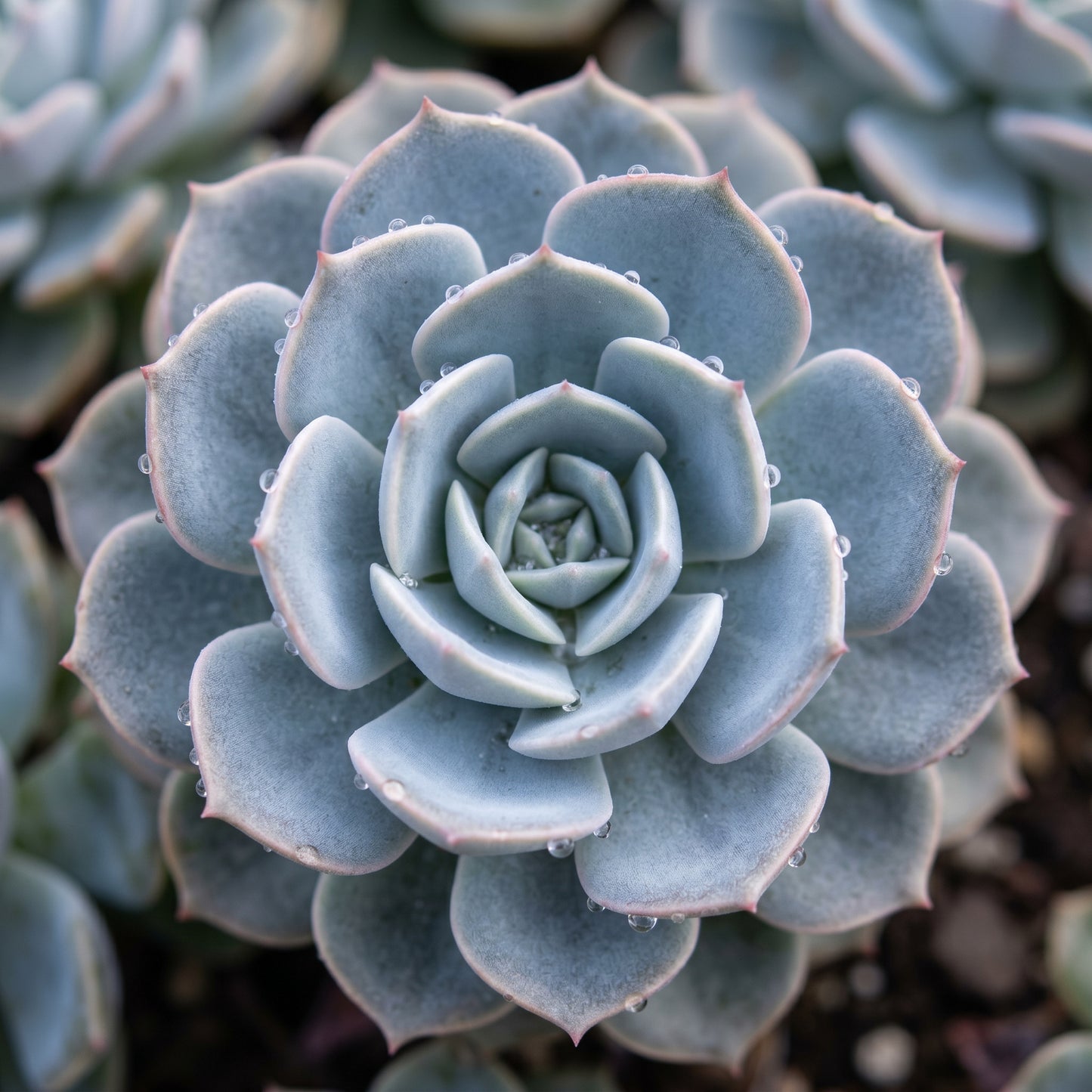 Echeveria Peacockii Succulent Seeds for Indoor & Outdoor Planting - Decorative Rosette Succulents for Containers