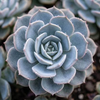 Echeveria Peacockii Succulent Seeds for Indoor & Outdoor Planting - Decorative Rosette Succulents for Containers