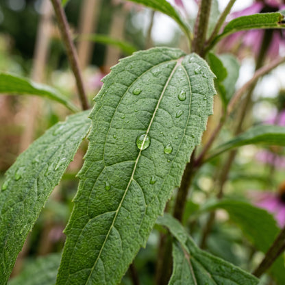 Echinacea Coneflower Garden Seeds