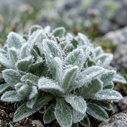 Edelweiss Seeds (Leontopodium alpinum) – Alpine Edelweiss Flower Seeds